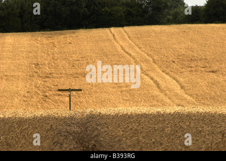 Footpath and finger post isolated in a field of barley near Wiston, West Sussex. Stock Photo