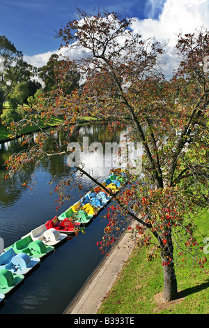 Paddleboats lined up along the River Torrens Adelaide South Australia on a sunny day Stock Photo