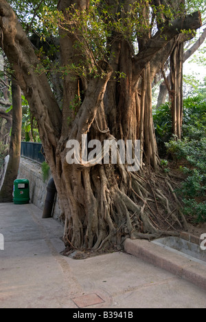 Chinese Banyan tree: Ficus microcarpa.  Hong Kong, China Stock Photo