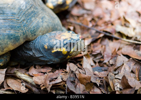 Close up of a red footed tortoise Stock Photo