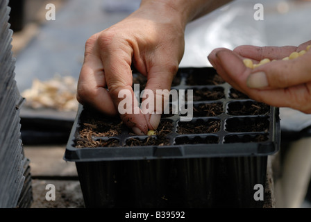 Sowing Pea seeds in cells Stock Photo