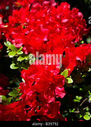 Azalee, rot bluehend, Asteraceae, Asterngewaechs, aussen, bluehen ...