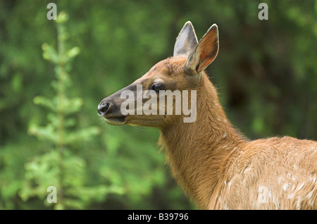 Portrait of an Elk calf, Jasper National Park, Canada Stock Photo