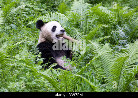 Giant Panda feeding on bamboo in fern forest, Wolong, China Stock Photo