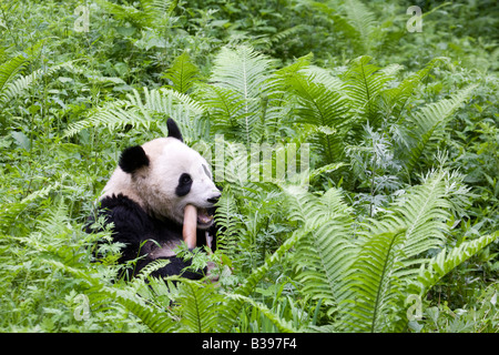 Giant Panda feeding on bamboo, Wolong, China Stock Photo