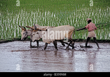 Indian farmer ploughing his fields. Tamil nadu , India Stock Photo - Alamy