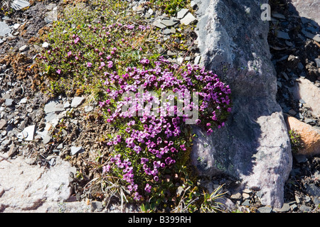 pink alpine wildflower in the canadian rockies Stock Photo