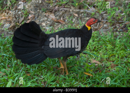 A female Australian Brush Turkey Alectura lathami most commonly encountered in Queensland Stock Photo