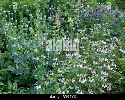 Opium poppy (Papaver somniferum) and love-in-a-mist (Nigella damascena) Stock Photo
