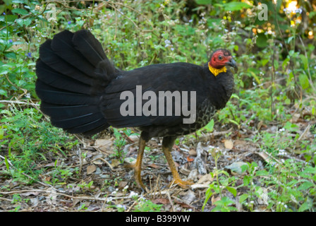 A female Australian Brush Turkey Alectura lathami most commonly encountered in Queensland Stock Photo