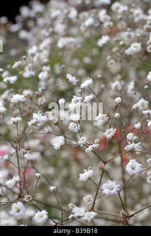 GYPSOPHILA PANICULATA BRISTOL FAIRY Stock Photo