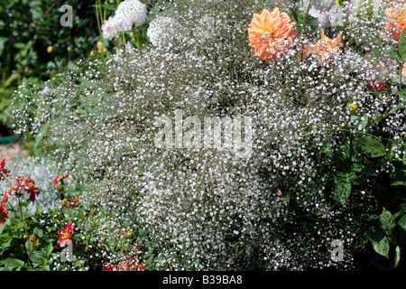 GYPSOPHILA PANICULATA BRISTOL FAIRY Stock Photo