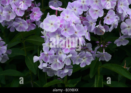 Phlox Paniculata Violetta Gloriosa Stock Photo