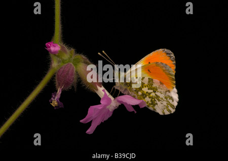 Male Orange tip butterfly'Anthocharis cardamines' feeding on Pink Campion. Stock Photo