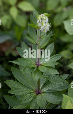 Martagon Lily (Lilium martagon) Gavarnie France Stock Photo