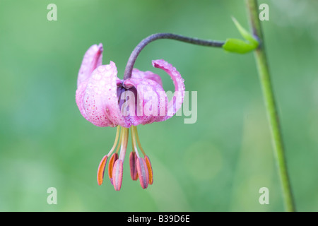 Martagon Lily (Lilium martagon) Gavarnie France Stock Photo