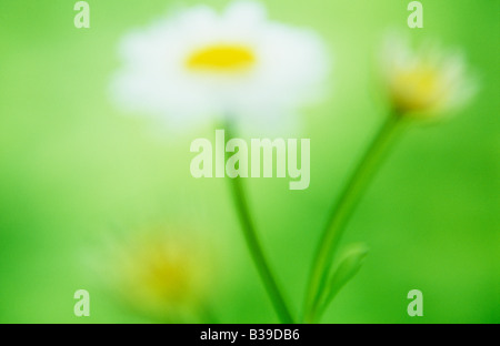 Impressionistic three flowerheads of daisy-like plant with green background resembling childs naive image of archetypal flower Stock Photo