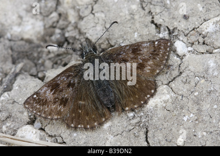 Dingy skipper, erynnis tages, butterfly Stock Photo