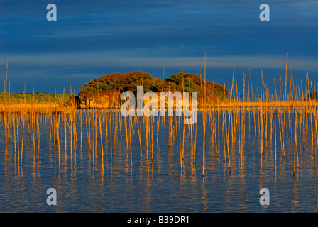 Underwater farms in Matsushima bay Japan Stock Photo