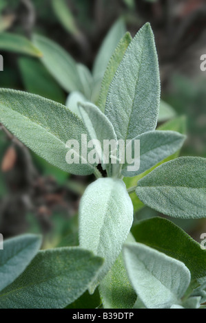 close up of fresh sage leaves growing outside in the sun Stock Photo