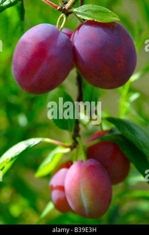 Victoria plums growing ( Prunus domestica ) Stock Photo