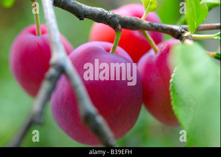 Fresh red Victoria plums ripe growing on a plum tree in an orchard Stock Photo
