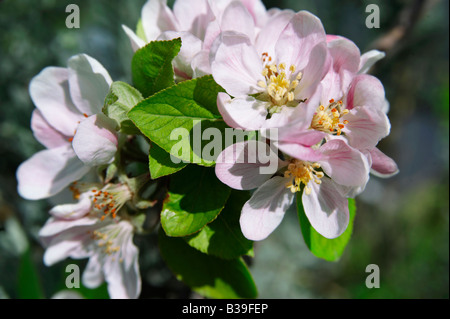 Apple Blossom flowering on a tree Stock Photo