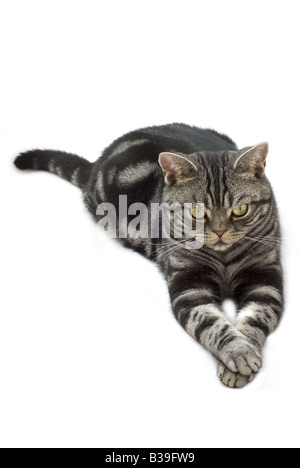 Silver grey tabby cat laying down on a white background Stock Photo