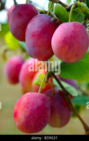 Fresh red Victoria plums ripe growing on a plum tree in an orchard Stock Photo