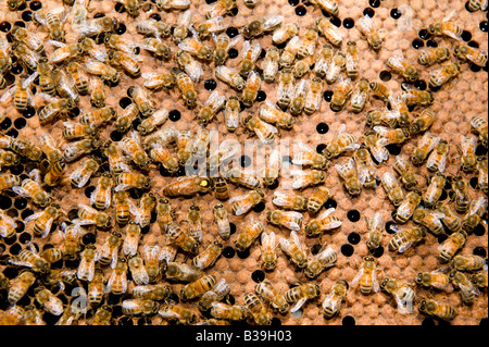 Queen Bee spotted yellow surrounded by workers drone honey bees Apis mellifera on honeycomb Stock Photo