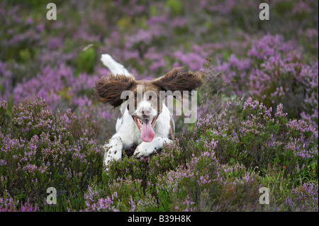 English Springer Spaniel (Canis lupus familiaris) running across heather moor in late summer Stock Photo