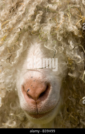 Large Angora goat buck close up Warwickshire Stock Photo