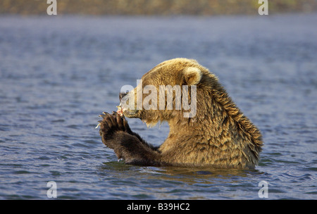 Grizzly Bear (Ursus arctos horribilis), male with freshly caught salmon Stock Photo