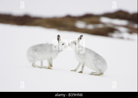 Mountain Hare Lepus timidus pair greeting nose to nose in winter pelage coat on snow Stock Photo