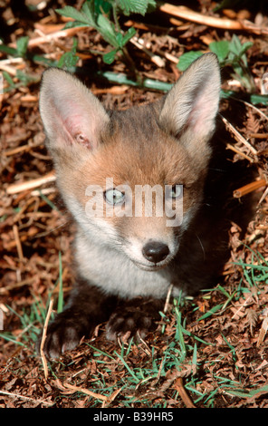 Red Fox (Vulpes vulpes), portrait of a cub Stock Photo