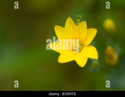 Yellow wort Blackstonia perfoliata flowers Stock Photo