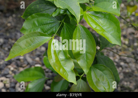 Nux Vomica, Strychnine Tree (Strychnos nux-vomica), twig with leaves Stock Photo