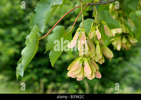 Sycamore Great Maple Acer pseudoplatanus twig with seeds Stock Photo