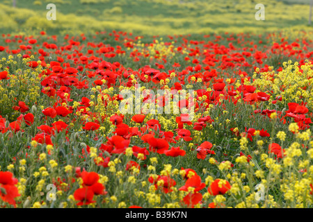 Poppies, Tuscany, Italy Stock Photo