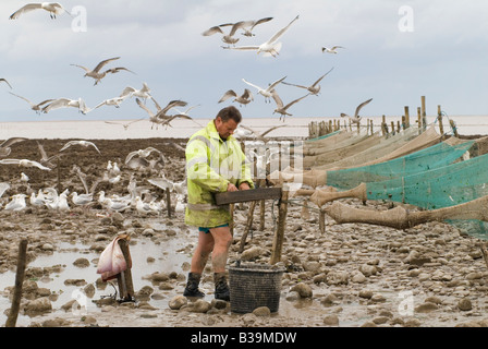 Mudhorse fishermen shrimp fishing UK. Adrian Sellick sorting catch out caught in nets. Stolford, Bridgewater Bay, Somerset England 2000s 2009 Stock Photo