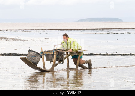 Mudhorse Mud Horse fishermen shrimp fishing UK. Adrian Sellick  fishing with sledge across mudflats at Stolford, Bridgewater Bay, Somerset UK 2000s Stock Photo