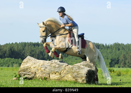 Young rider on back of a Haflinger horse jumping over a treelog Stock Photo