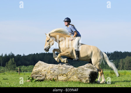 Girl jumping on Haflinger horse without saddle and without bridle Stock Photo