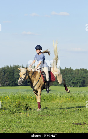 Young rider on back of a bucking Haflinger horse Stock Photo