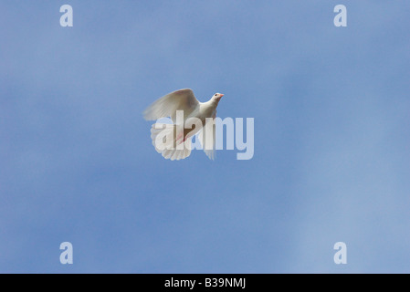 Single white dove in flight Stock Photo