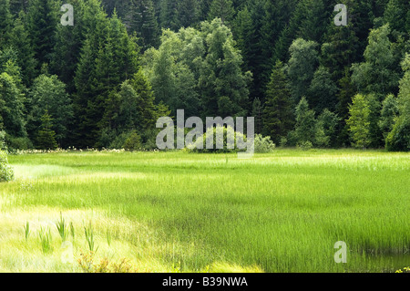 Lake Windgfällweiher in the black forest low-mountain range Stock Photo