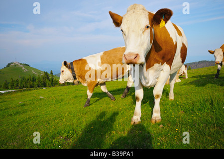 The herd of cows walks on a meadow Stock Photo - Alamy