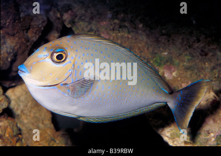 Juvanile Elongate Unicornfish or Lopez's Unicornfish (Naso lopezi), Acanthuridae Stock Photo