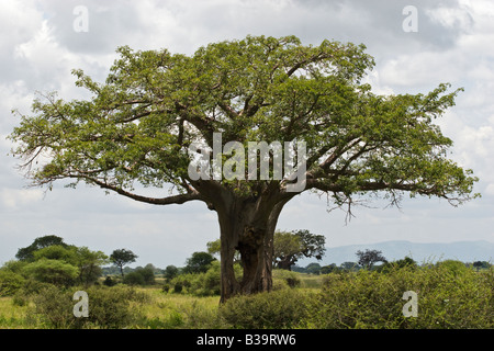 A giant BAOBAB TREE Adansonia digitata with a hole through the trunk TARANGIRE NATIONAL PARK TANZANIA Stock Photo