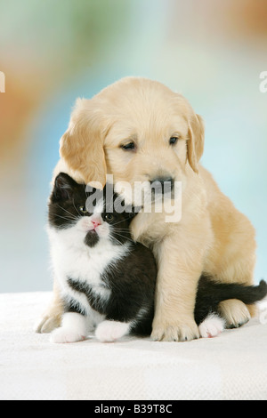 animal friendship : Golden Retriever puppy and British Shorthair kitten Stock Photo